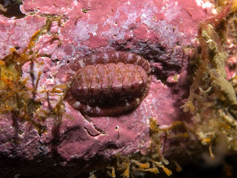 Tonicella rubra